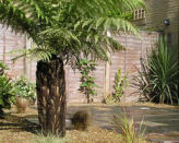Modern UK gardens featuring inspiring plants such as tree ferns, cordylines and palm trees. Beautiful garden creations in Kent and London.