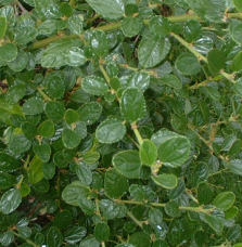 Ceanothus