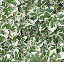 Euonymus