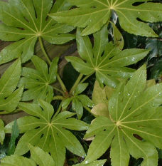 Fatsia