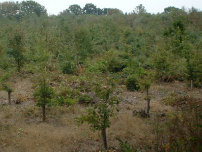 The ground here is hard with pebbles. Unlike the Cherry, the Oak are slow to establish. 