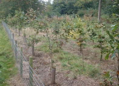 Young White Oak and Beech Plantation