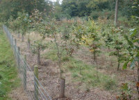 White Oak (nearest the fence) are quite rare in the UK.