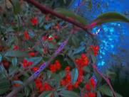 Cotoneaster