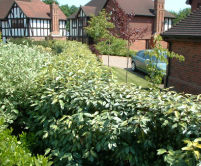 Eleagnus hedge is quick to establish.