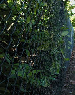 Chain link fencing combines practical qualities with the ability to blend into the environment. 