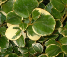Griselinia