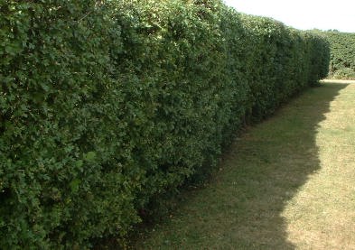 Thorn hedge after cutting