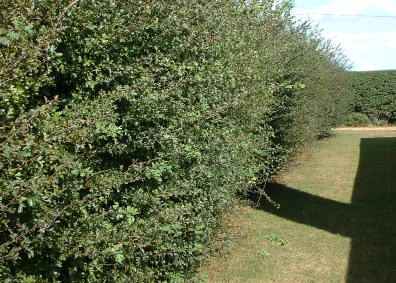 Thorn hedge before cutting