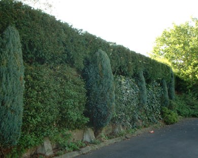 Hedge cutting