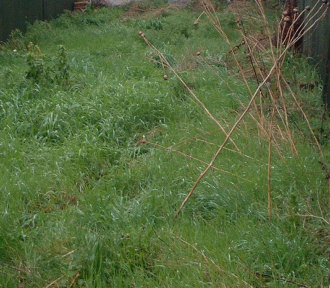 A lawn in need of attention.