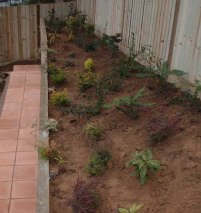 Smaller plants will soon grow to give full coverage over the next couple of years.