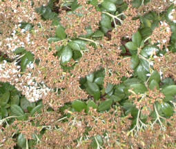 Olearia