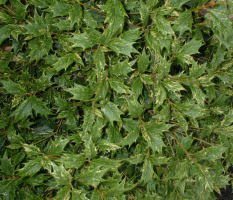 Osmanthus