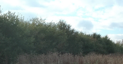English Oak Plantation
