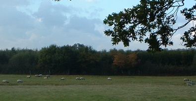 Another view of an English Oak Plantation planted by Rob McGee & Son