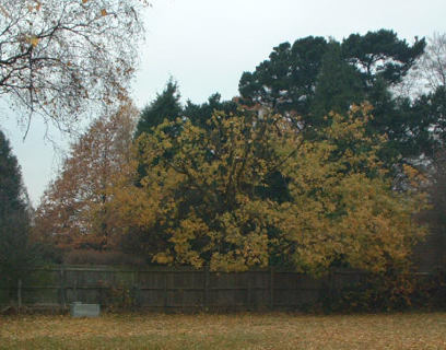 Oak tree after surgery