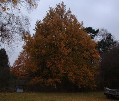 Oak tree before surgery