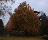 This Oak tree was causing problems for the customer's swimming pool.