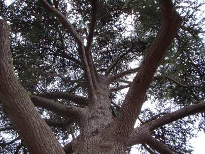 Tree Surgery